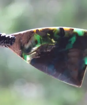 Opalized wood Blue Opal Necklace,Green Opal Talisman,Elven Jewelry,Petrify wood,OPAL Pendant,Petrified Wood