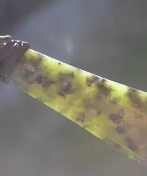 Alternative view of Australian Dendritic  Chrysoprase Chalcedony Pendant,Dendritic Chrysoprase Quartz Jewelry,Australian made Macrame Cord maori tribal Necklace