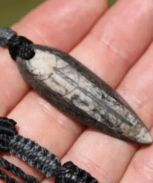 Orthoceras Necklace • Fossil Pendant • Ancient Sea Creature Talisman • Australian Handmade • Tropical Macrame Cord
