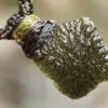 Raw Genuine Moldavite Pendant, Authentic Moldavite Necklace, Australian Made Macrame Cord Light Green Moldavite Jewelry